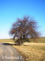 únorová zima v obci